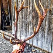 elk2